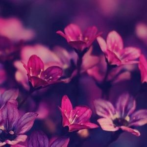 Meet your Posher, Perla