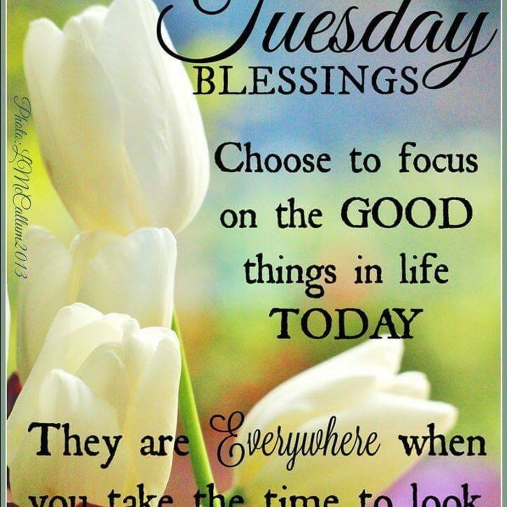 Meet your Posher, Gwendolyn💕🌸🌷🌷🌷