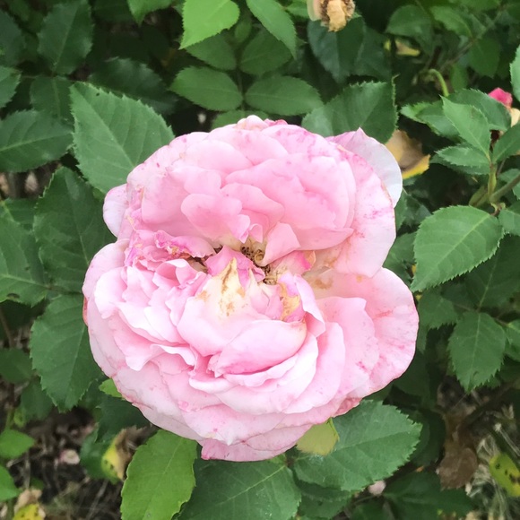 Meet your Posher, Isabel - Picture 1 of 1