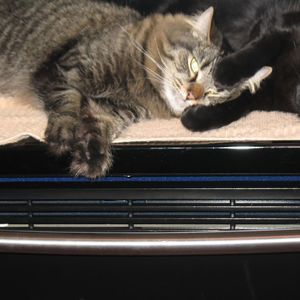 Meet your Posher, Luanne