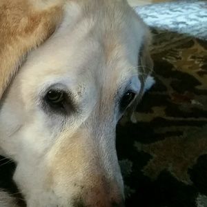 Meet your Posher, Denise