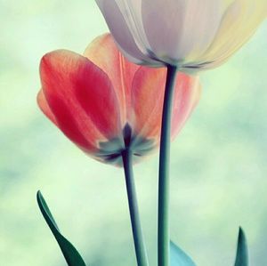 Meet your Posher, Sailaja