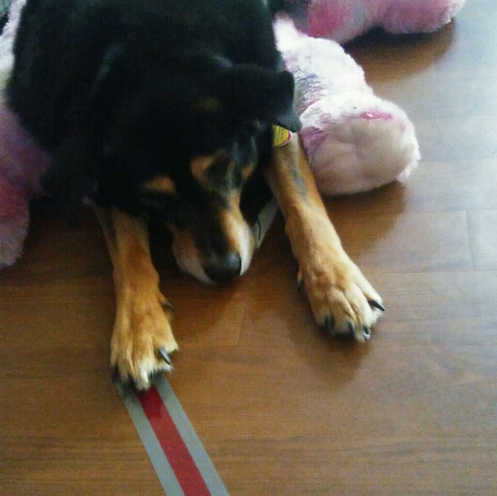 Meet your Posher, Rachel