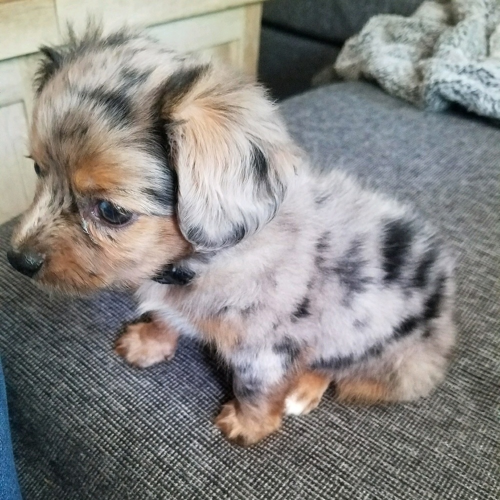 Meet your Posher, Zoe