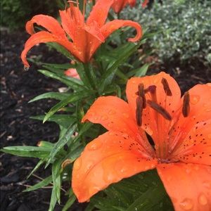 Meet your Posher, Starr