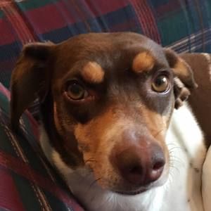 Meet your Posher, Collin