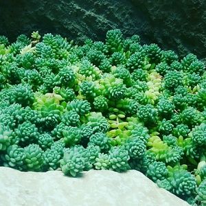 Meet your Posher, Ellie