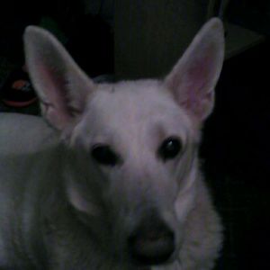 Meet your Posher, Traci