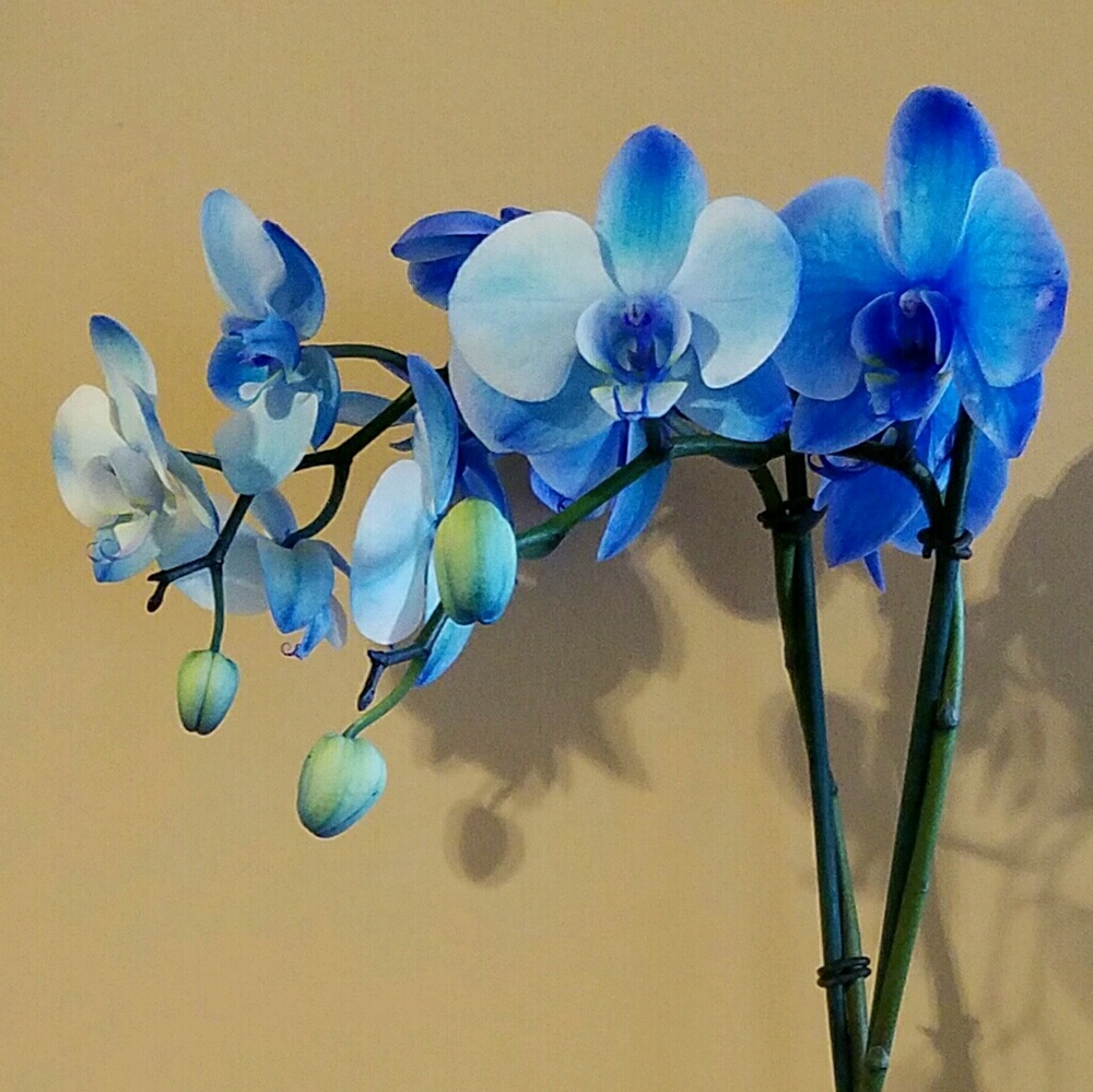 Meet your Posher, Cassie L