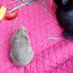 Meet your Posher, Zoe