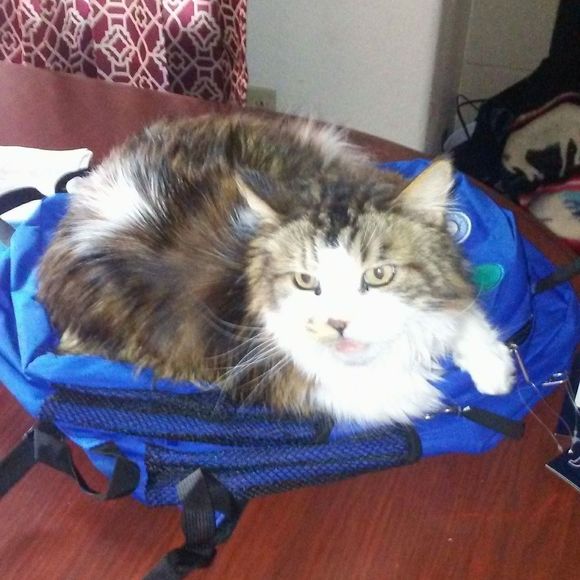 Meet your Posher, Jamie - Picture 1 of 1