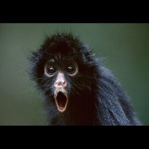 Meet your Posher, Zach