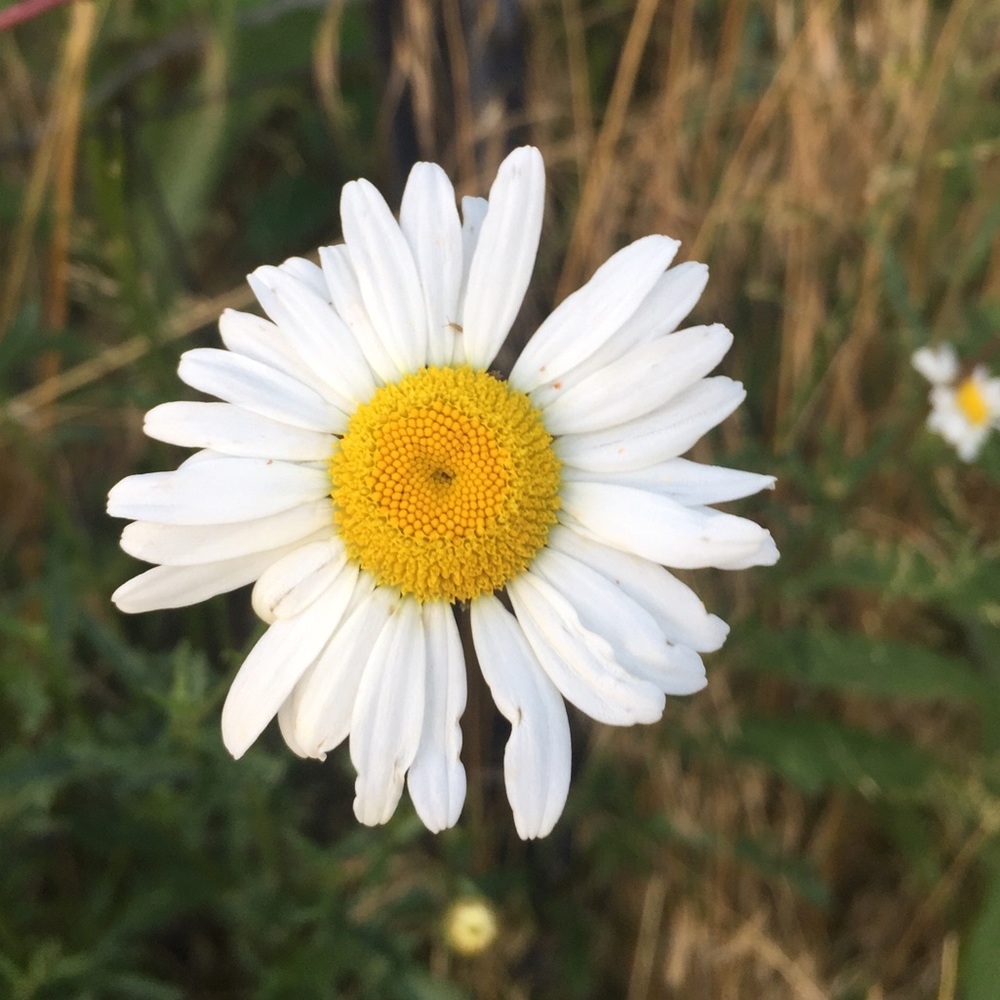 Meet your Posher, Tai