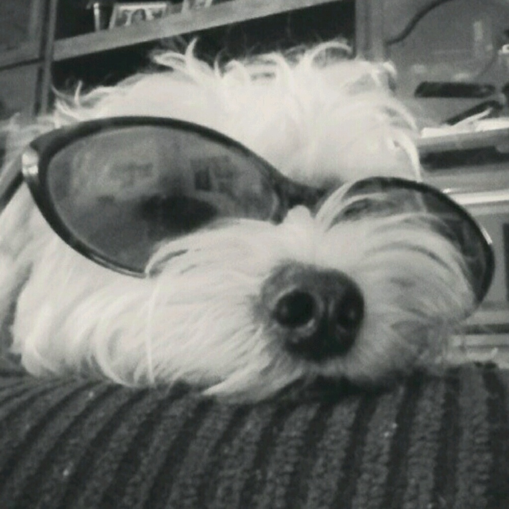 Meet your Posher, Sammy