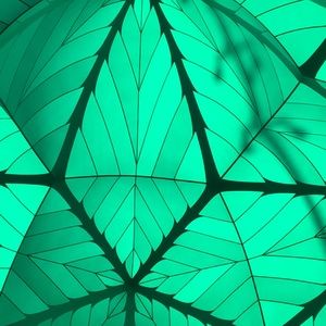 Meet your Posher, Cassidy