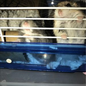 Meet your Posher, Daisy