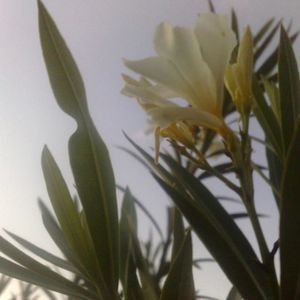 Meet your Posher, Taharah