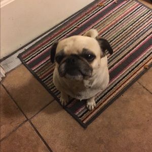 Meet your Posher, Rosie