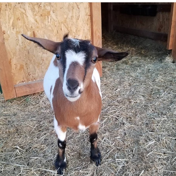 Meet your Posher, Jacey - Picture 1 of 1