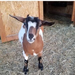 Meet your Posher, Jacey