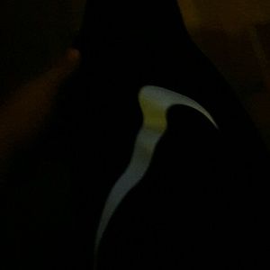 Meet your Posher, Corey