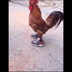 Meet your Posher, Nolan