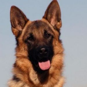 Meet your Posher, Loganpaulvlogs