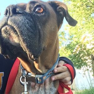 Meet your Posher, Bella