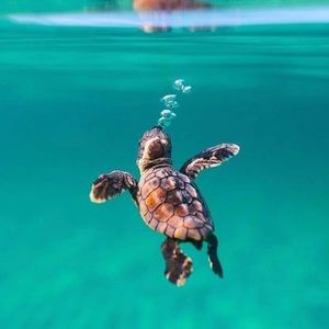 Meet your Posher, Jesseny