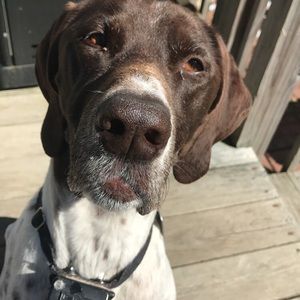 Meet your Posher, Abby