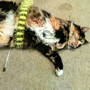 Meet your Posher, Grace