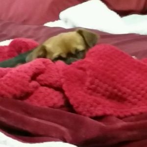 Meet your Posher, Phyllis