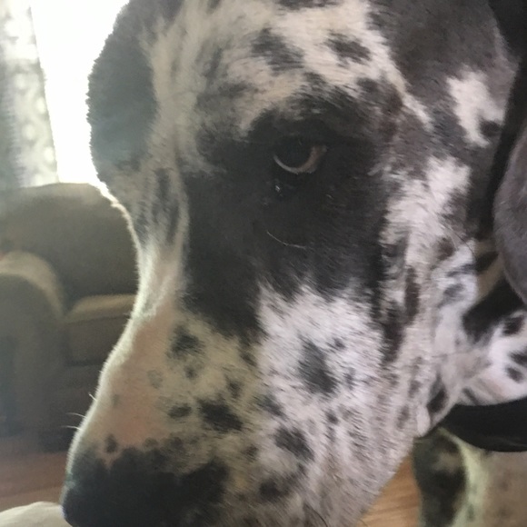 Meet your Posher, Sandy - Picture 1 of 1