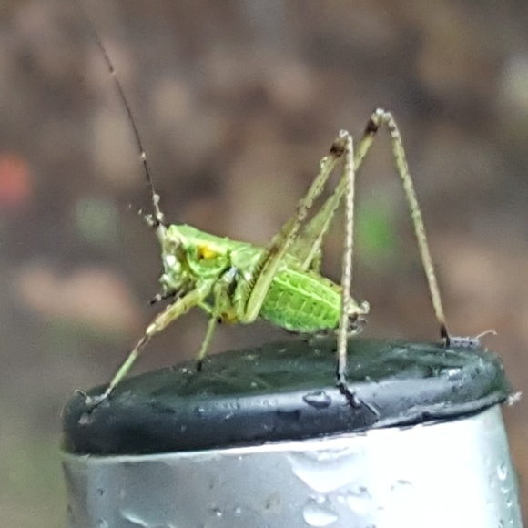 Meet your Posher, J - Picture 2 of 2