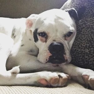 Meet your Posher, Thomas