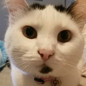 Meet your Posher, Elizabeth