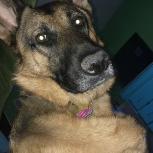 Meet your Posher, Quincey