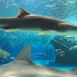 Meet your Posher, Lea