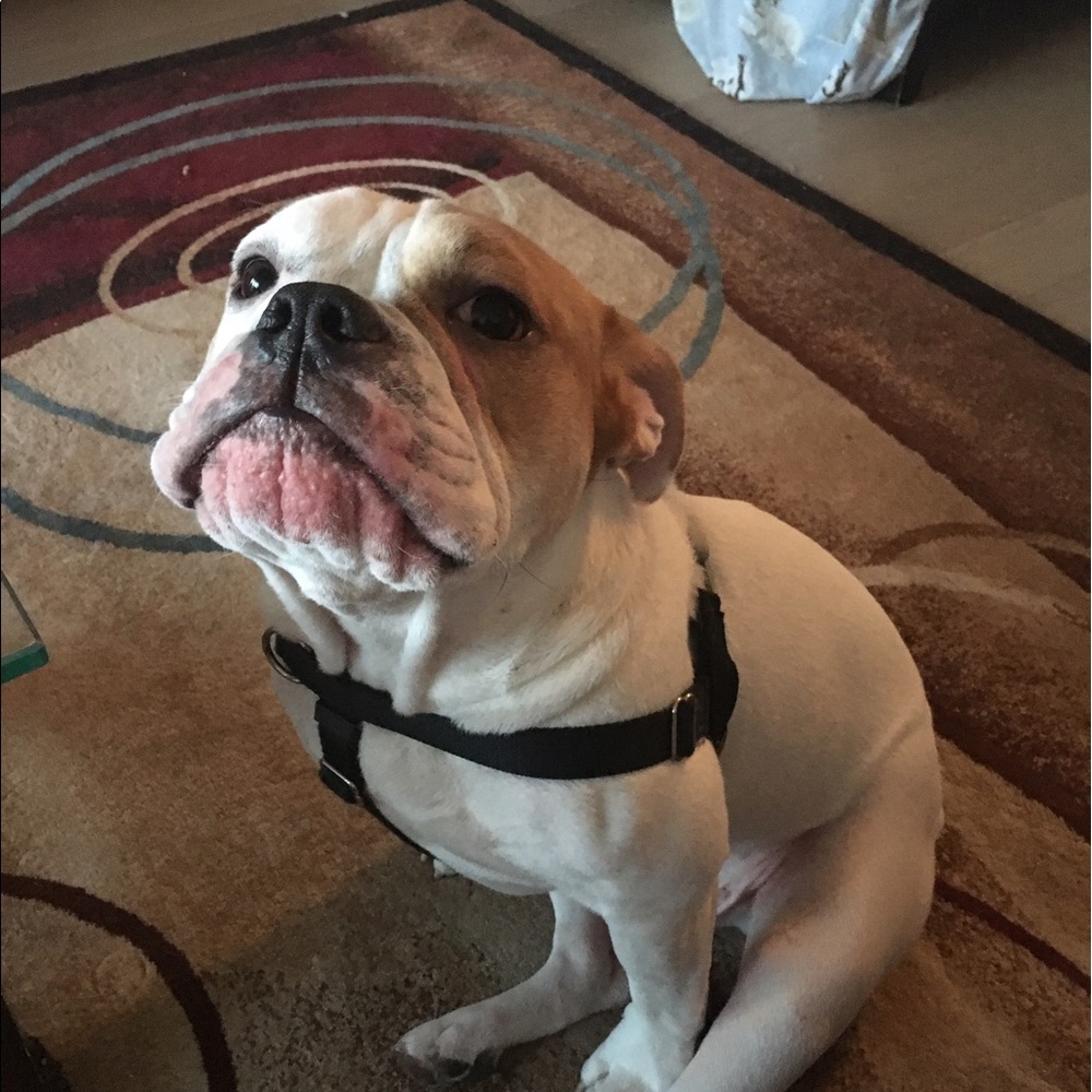 Meet your Posher, Abby