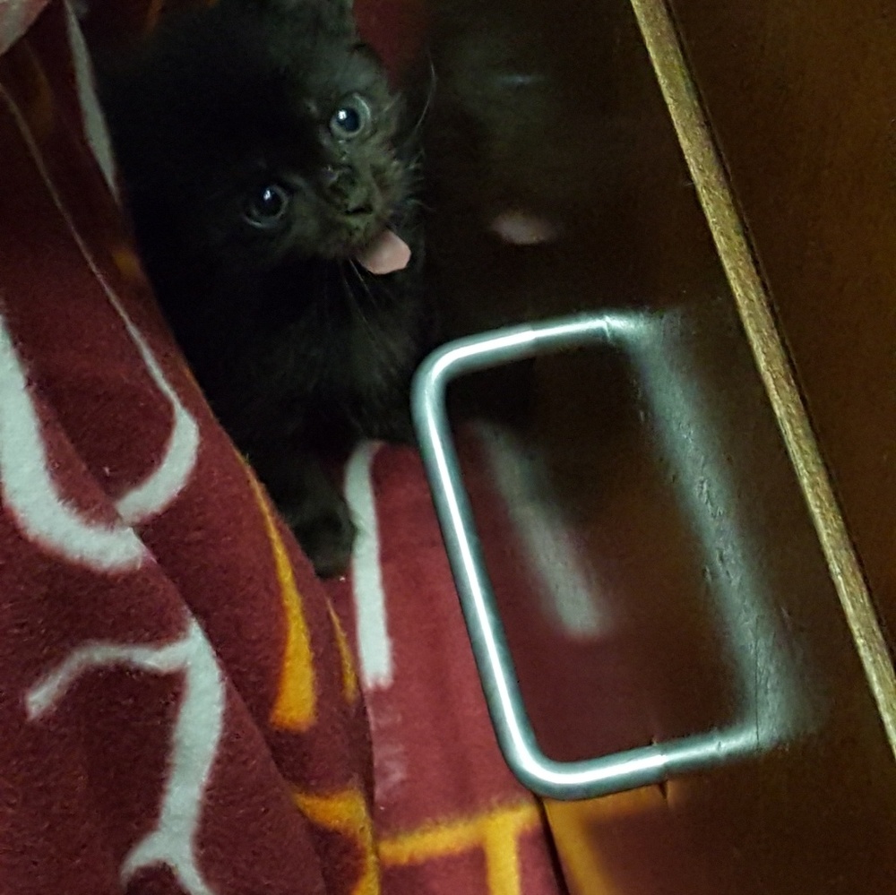 Meet your Posher, Sarah