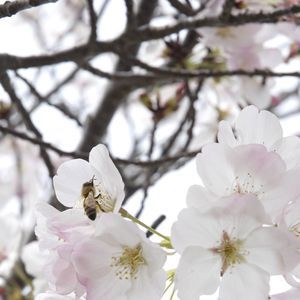 Meet your Posher, Janice