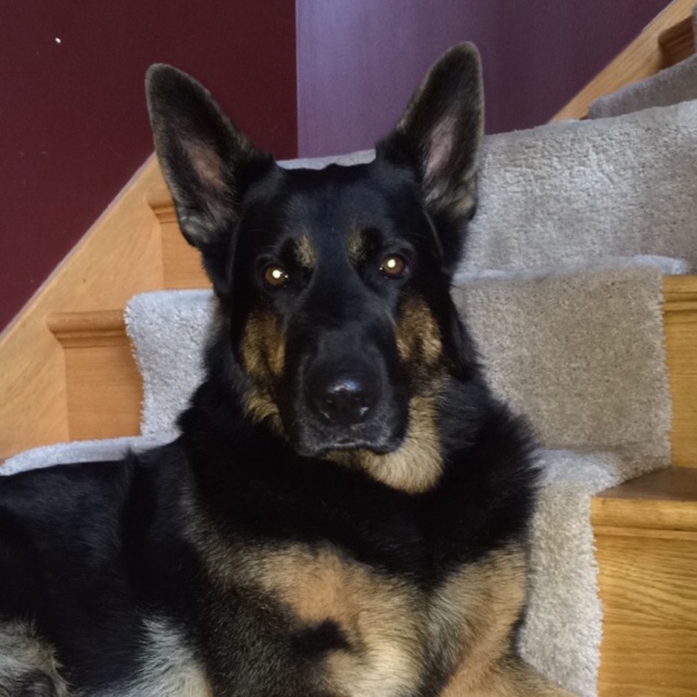 Meet your Posher, Paige