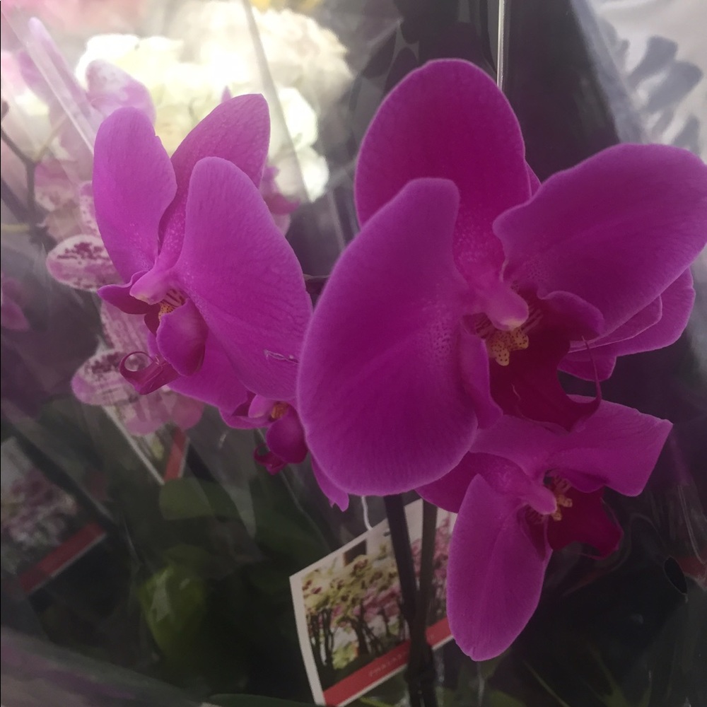 Meet your Posher, Jeokima