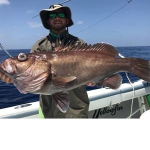 Meet your Posher, Dillon