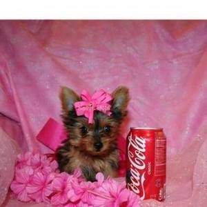 Meet your Posher, Delores