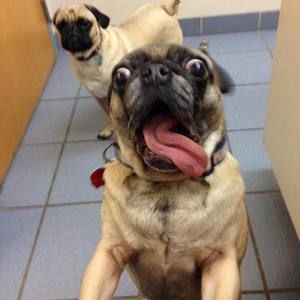 Meet your Posher, Julia