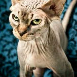 Meet your Posher, Diane