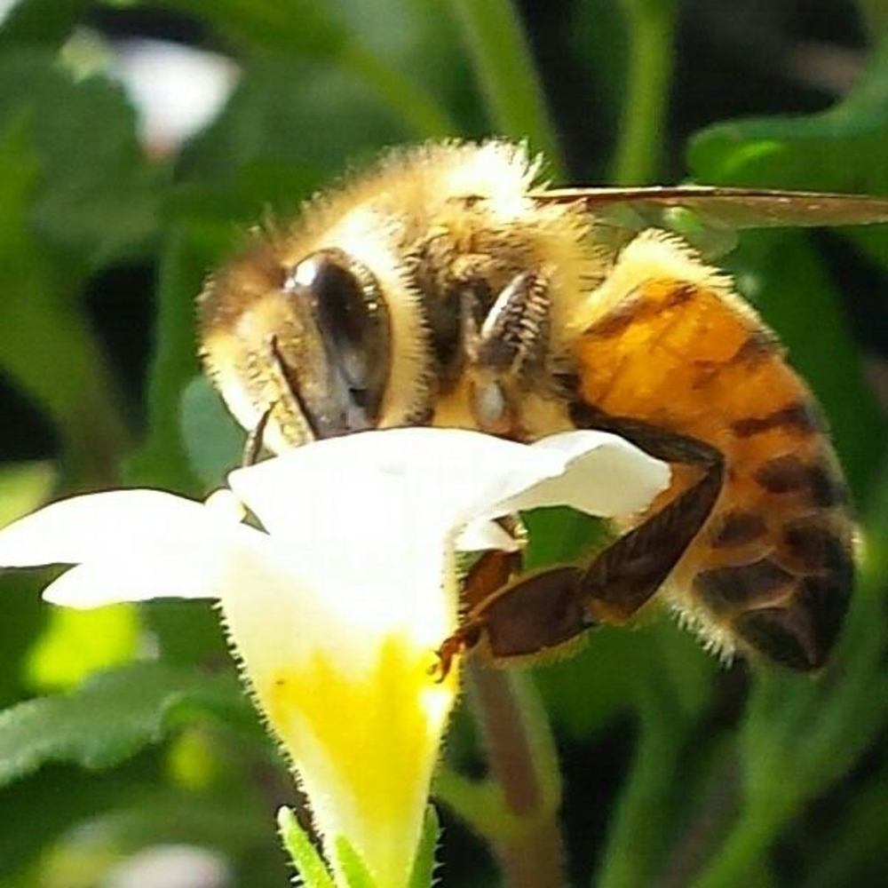 Meet your Posher, Kitty