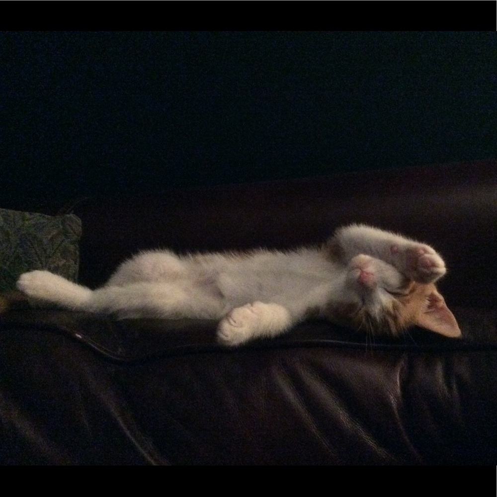 Meet your Posher, Christy