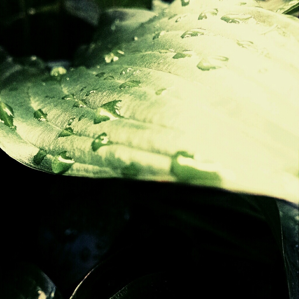 Meet your Posher, Lana